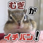 麦がイチバン！