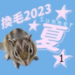 換毛2023・夏