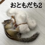 おともだち２