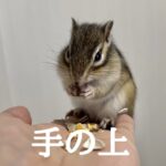 手の上