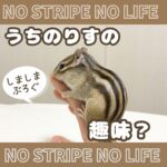 うちのりすの趣味？