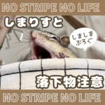しまりすと落下物注意