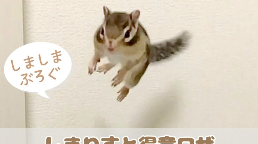 しまりすブログ-890x500.jpg