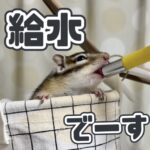 給水でーす