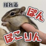 揺れるぽんぽこりん