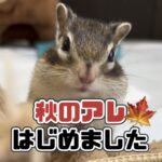 秋のアレ　はじめました