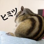 あんよのヒミツ