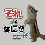 それってなに？