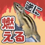 逆に燃える