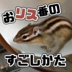 おリス番のすごしかた