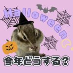 Halloween 今年どうする？