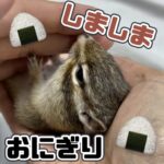 しましまおにぎり