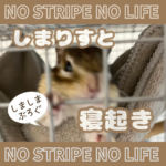 しまりすと寝起き