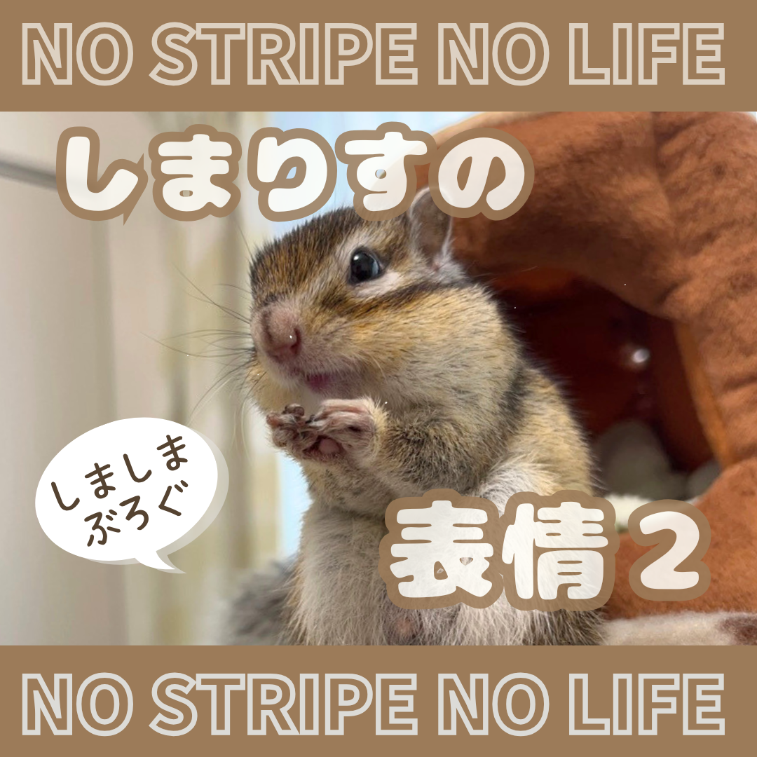 しまりすの表情2 │ しましまぶろぐ-NO Stripe NO Life-