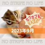 【ガブガブ】2023年9月【タイガー】