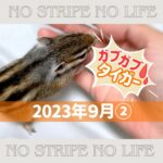 【ガブガブ】2023年9月②【タイガー】