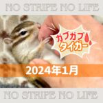 【ガブガブ】2024年1月【タイガー】