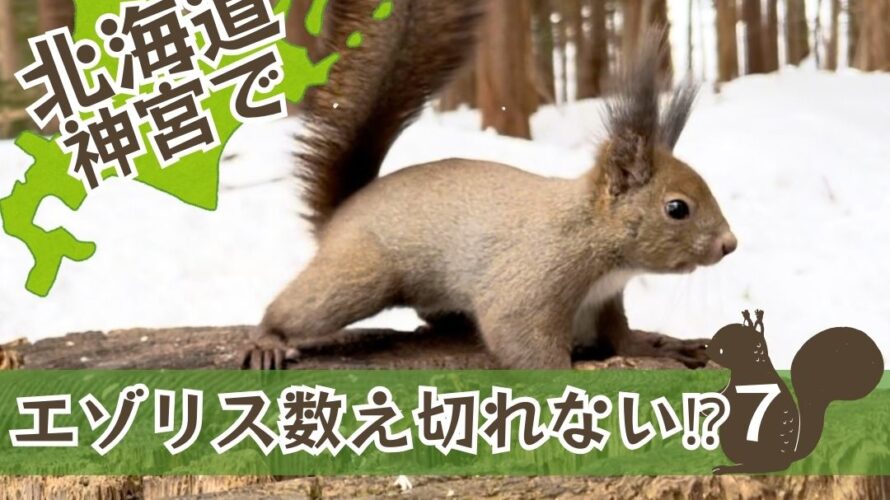 北海道神宮でエゾリス数え切れない⁉︎ 2024【7】 │ しましまぶろぐ-NO