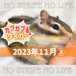 【ガブガブ】2023年11月③【タイガー】