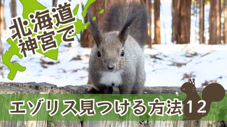 北海道神宮でエゾリス見つける方法2024【12】 │ しましまぶろぐ-NO