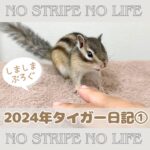 2024年タイガー日記①