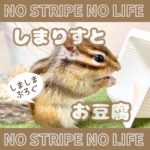 しまりすとお豆腐