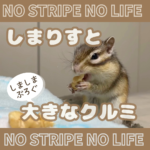 しまりすと大きなクルミ