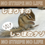 しまりすとしっぽのナゾ