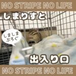 しまりすと出入り口