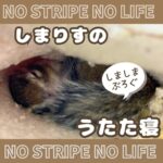 しまりすのうたた寝
