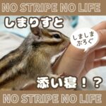 しまりすと添い寝？