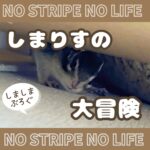 しまりすの大冒険