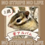 麦アルバム２歳