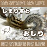 しまりすとおしり