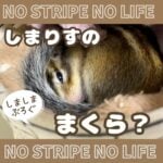 しまりすのまくら