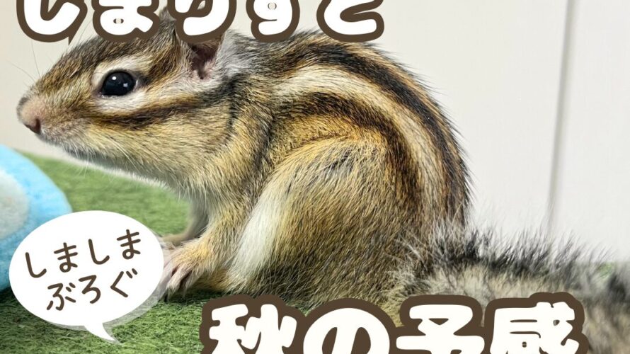 しまりすと秋の予感 │ しましまぶろぐ-NO Stripe NO Life-