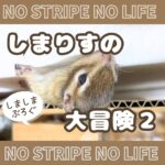 しまりすの大冒険２