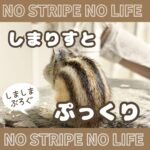 しまりすとぷっくり