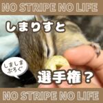 しまりすと選手権