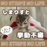 しまりすと挙動不審