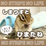 しまりすとひまたね