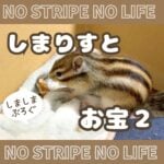 しまりすとお宝２