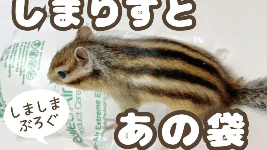 しまりすとあの袋 │ しましまぶろぐ-NO Stripe NO Life-