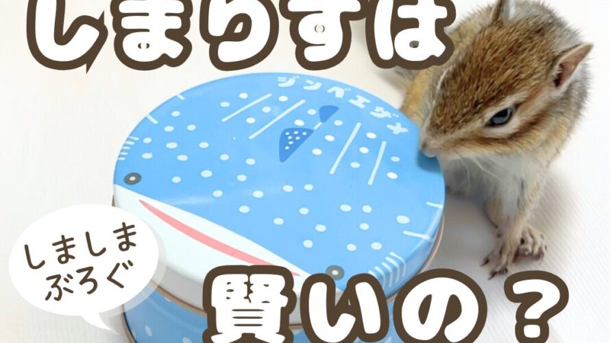 しまりすは賢いの？ │ しましまぶろぐ-NO Stripe NO Life-