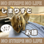 しまりすとお膝