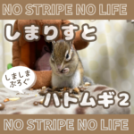 しまりすとハトムギ２