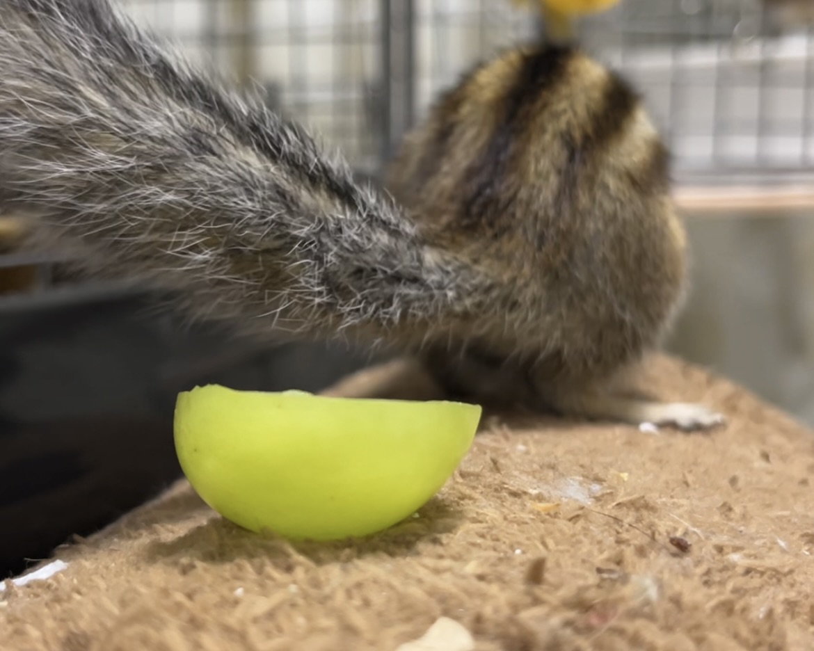 シャインマスカット