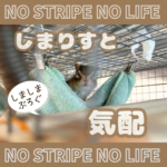 しまりすと気配