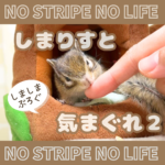 しまりすと気まぐれ２