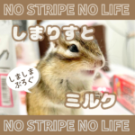 しまりすとミルク